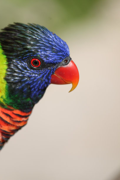 lorikeets