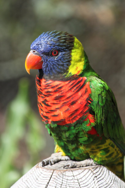 lorikeet