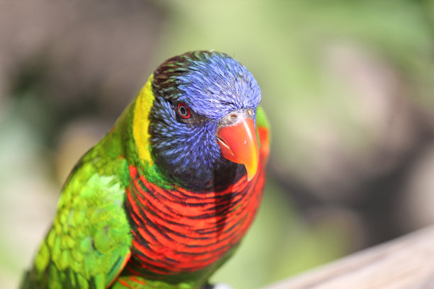 lorikeets