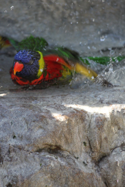lorikeet