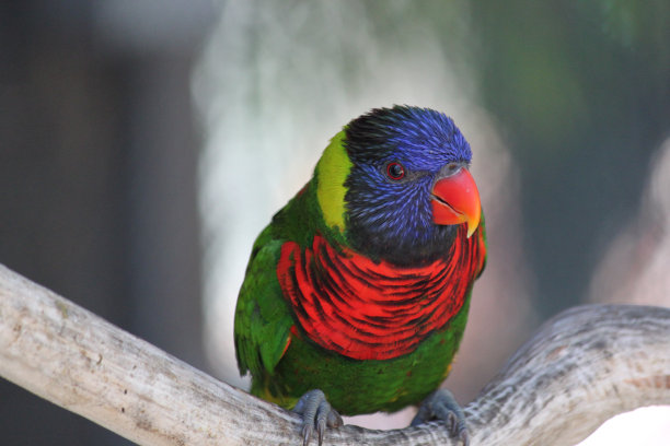 lorikeets