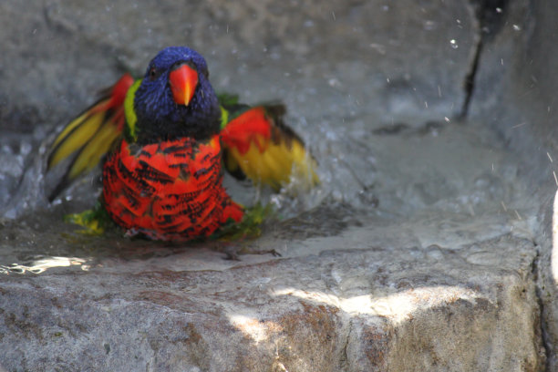lorikeet