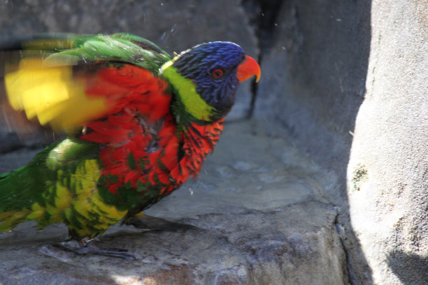 lorikeet