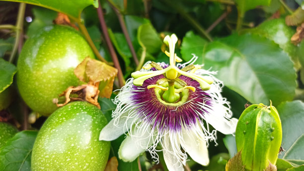 passiflora