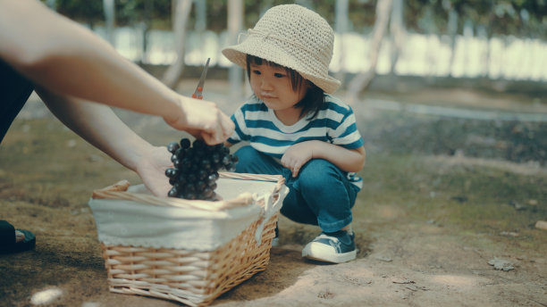 摘葡萄的少女