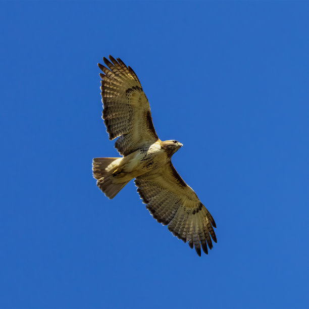 hawk