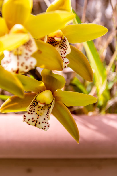 cymbidium
