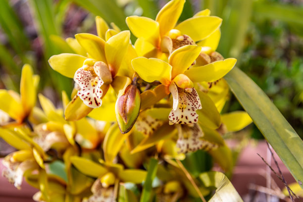 cymbidium