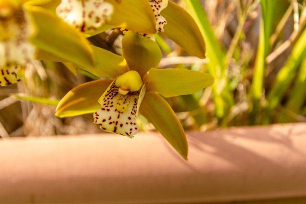 cymbidium