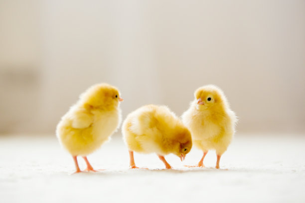 chick