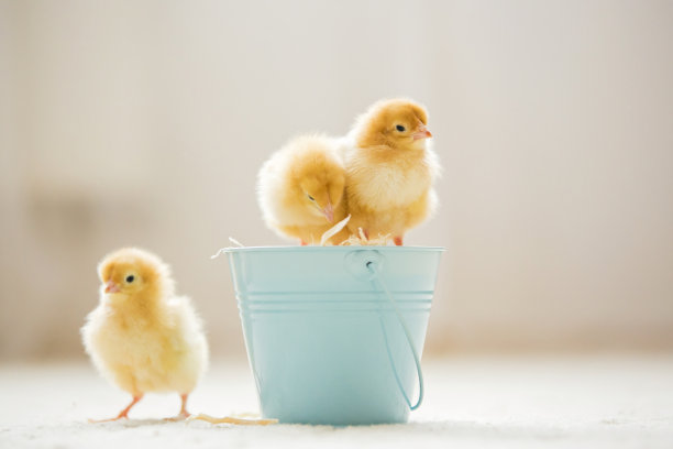 chick