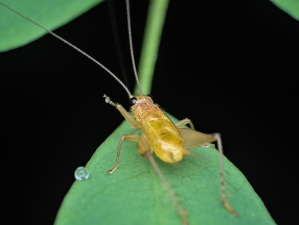 katydid