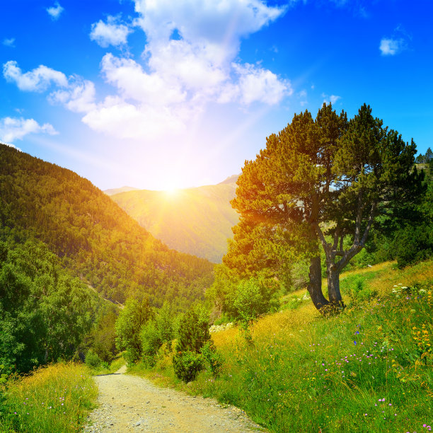 户外蓝天白云草地树林图片