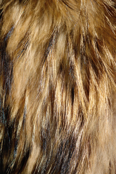 hairs