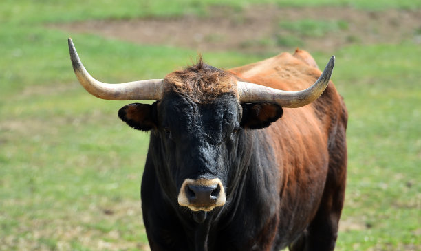 cattle