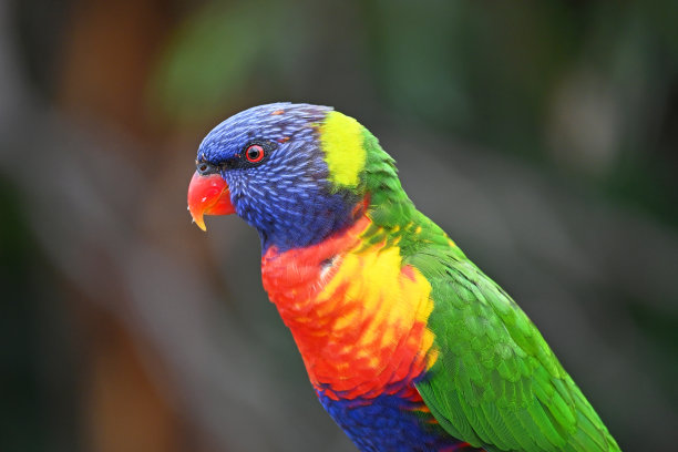 lorikeets