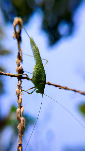 katydid