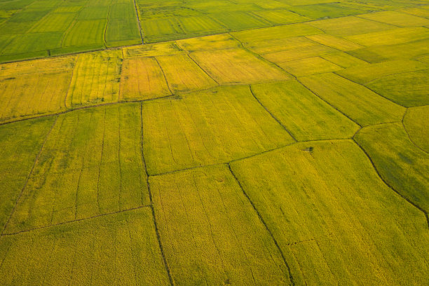 field