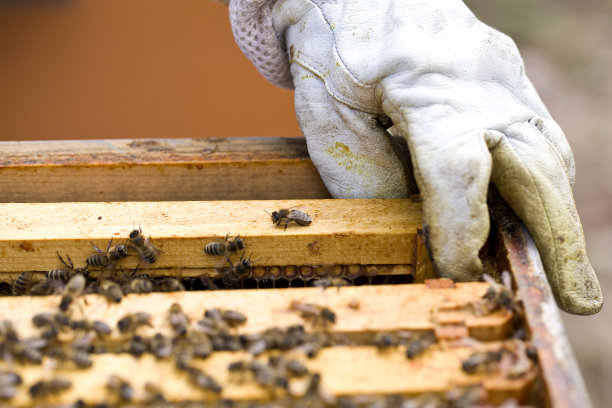 beekeeper