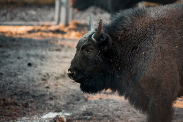 bison