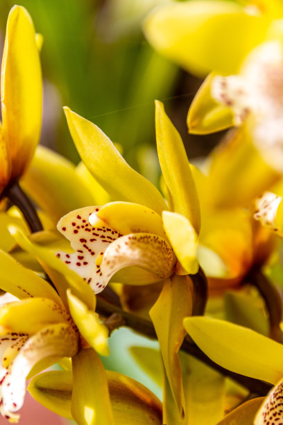 cymbidium