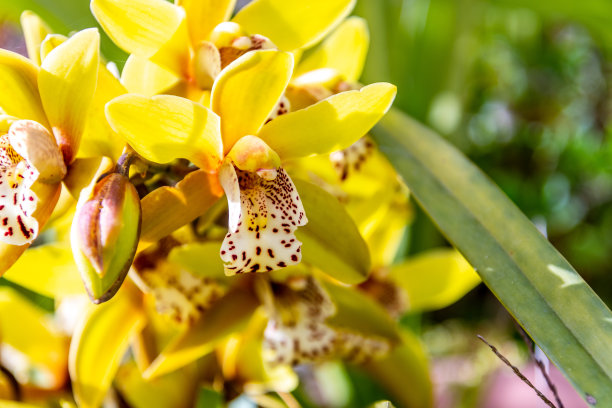 cymbidium
