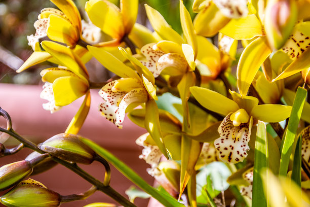 cymbidium