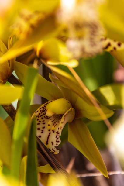 cymbidium