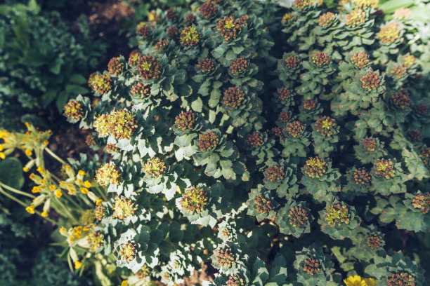 rhodiola
