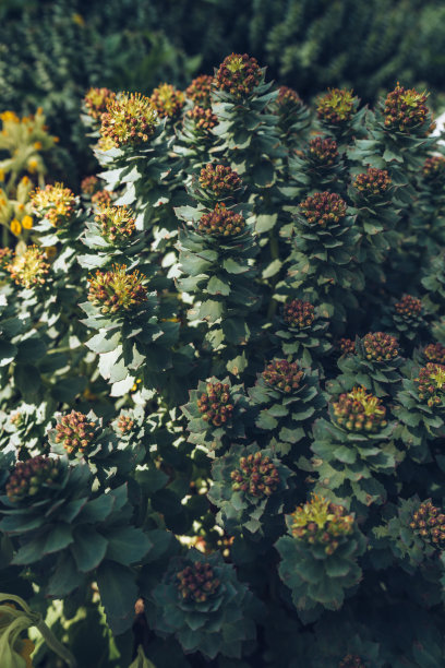 rhodiola
