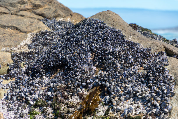 mussels