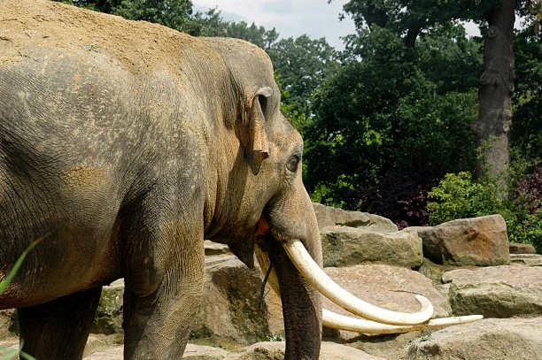 ivory