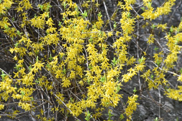 forsythia