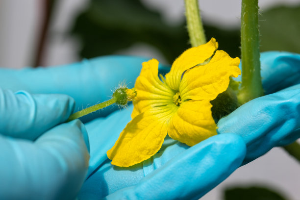 pollination