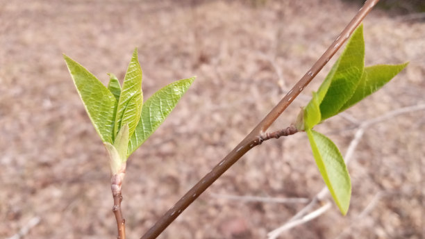 twig