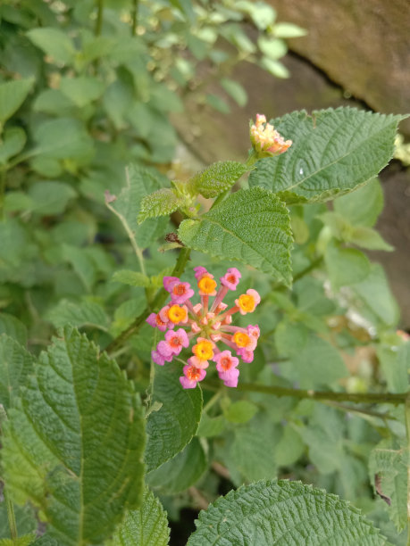 lantana