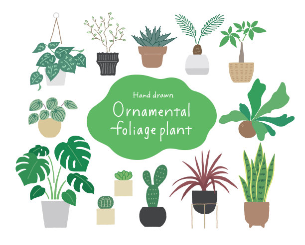 植物插画
