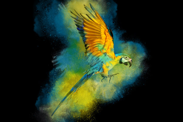 macaw