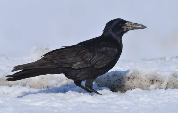 raven