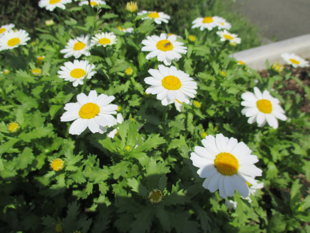 marguerite