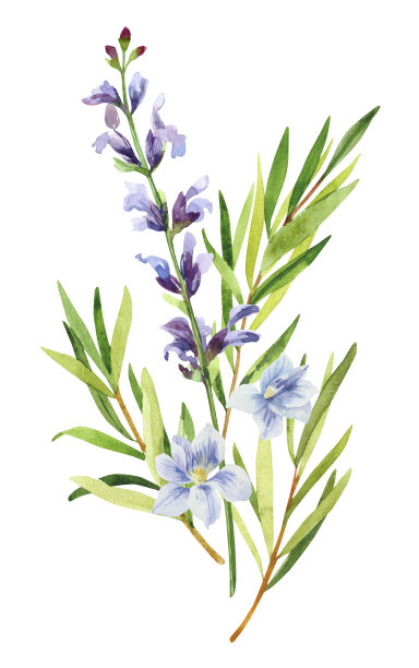 rosemary