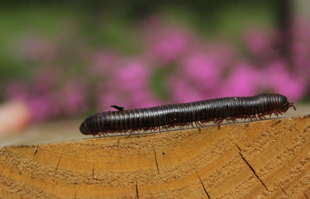 millipede