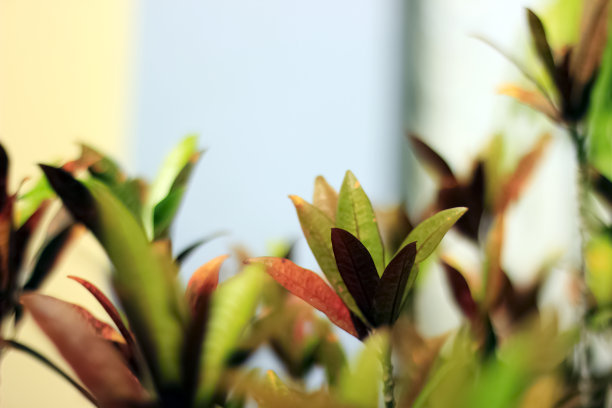 codiaeum