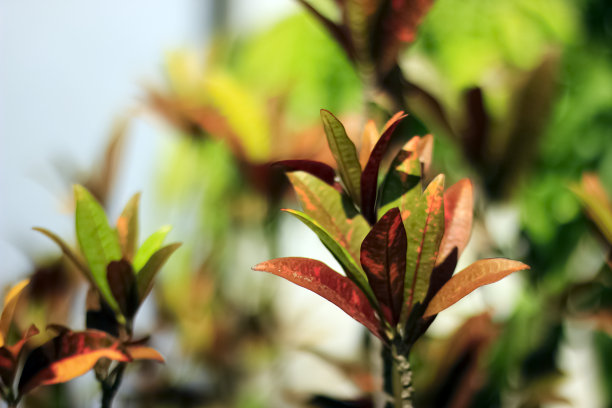 codiaeum