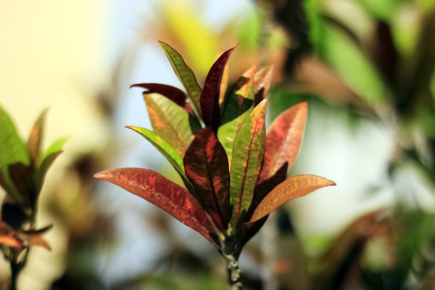 codiaeum