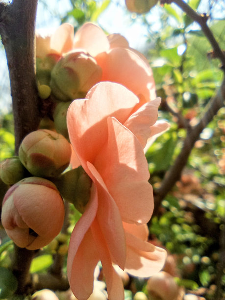 chaenomeles