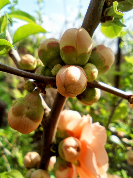 chaenomeles