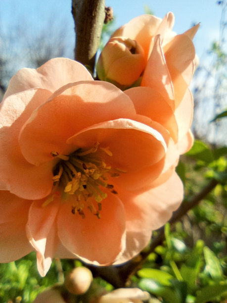 chaenomeles
