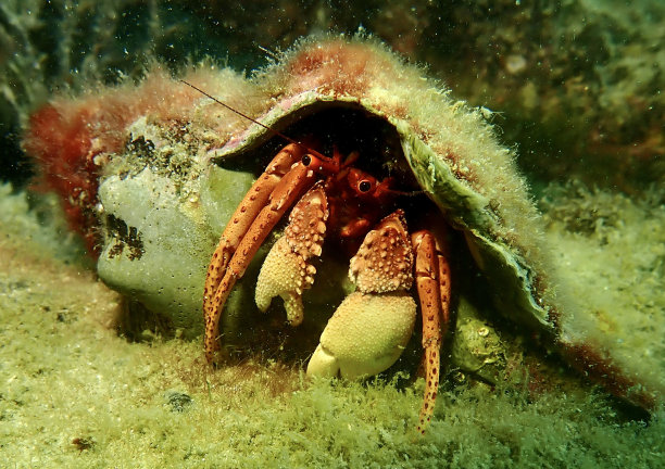 crustacean