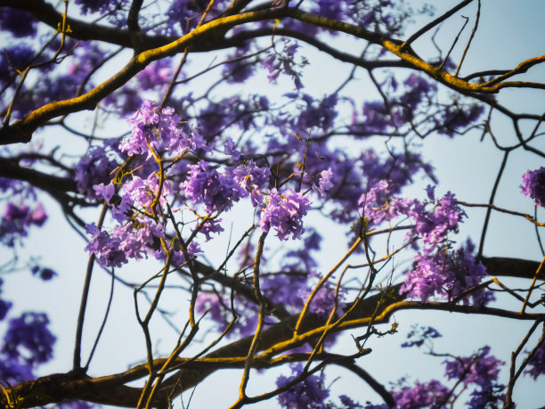 jacaranda
